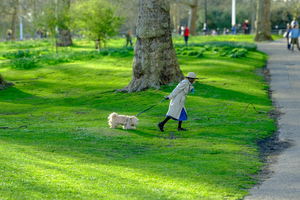 An owner walking a small dog through a green park