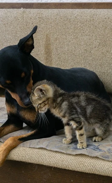 A black-and-tan dog cuddling a tabby kitten on a sofa